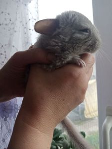 Шиншилла