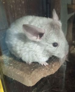 Шиншилла