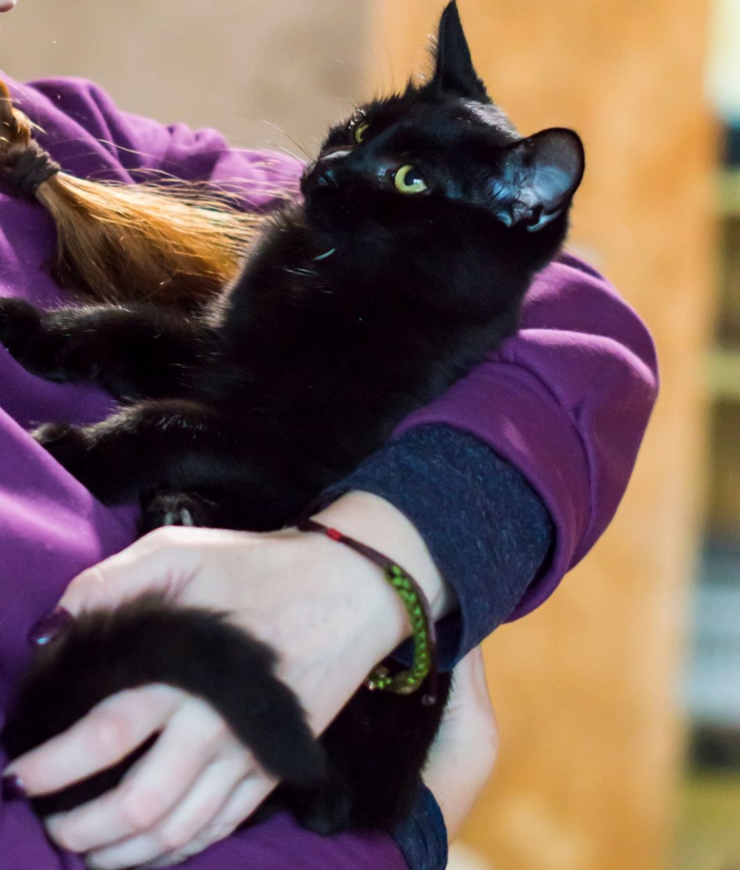 Кошеня -компаньйон Макс, 5,5 міс. Київ шукає родину