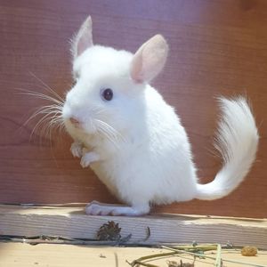 Маленький самец шиншиллы гомобежевый бело-розовый эбони