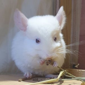 Маленький самец шиншиллы гомобежевый бело-розовый эбони