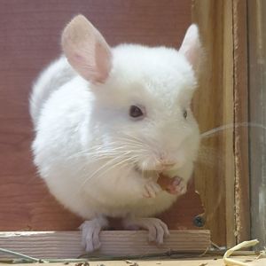 Маленький самец шиншиллы гомобежевый бело-розовый эбони