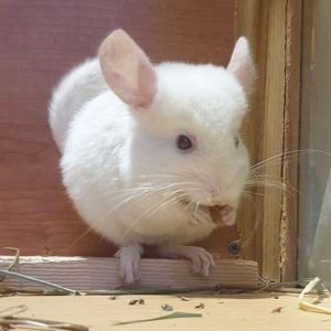 Маленький самец шиншиллы гомобежевый бело-розовый эбони