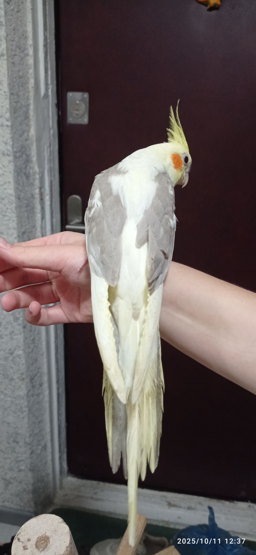 Корела Яша