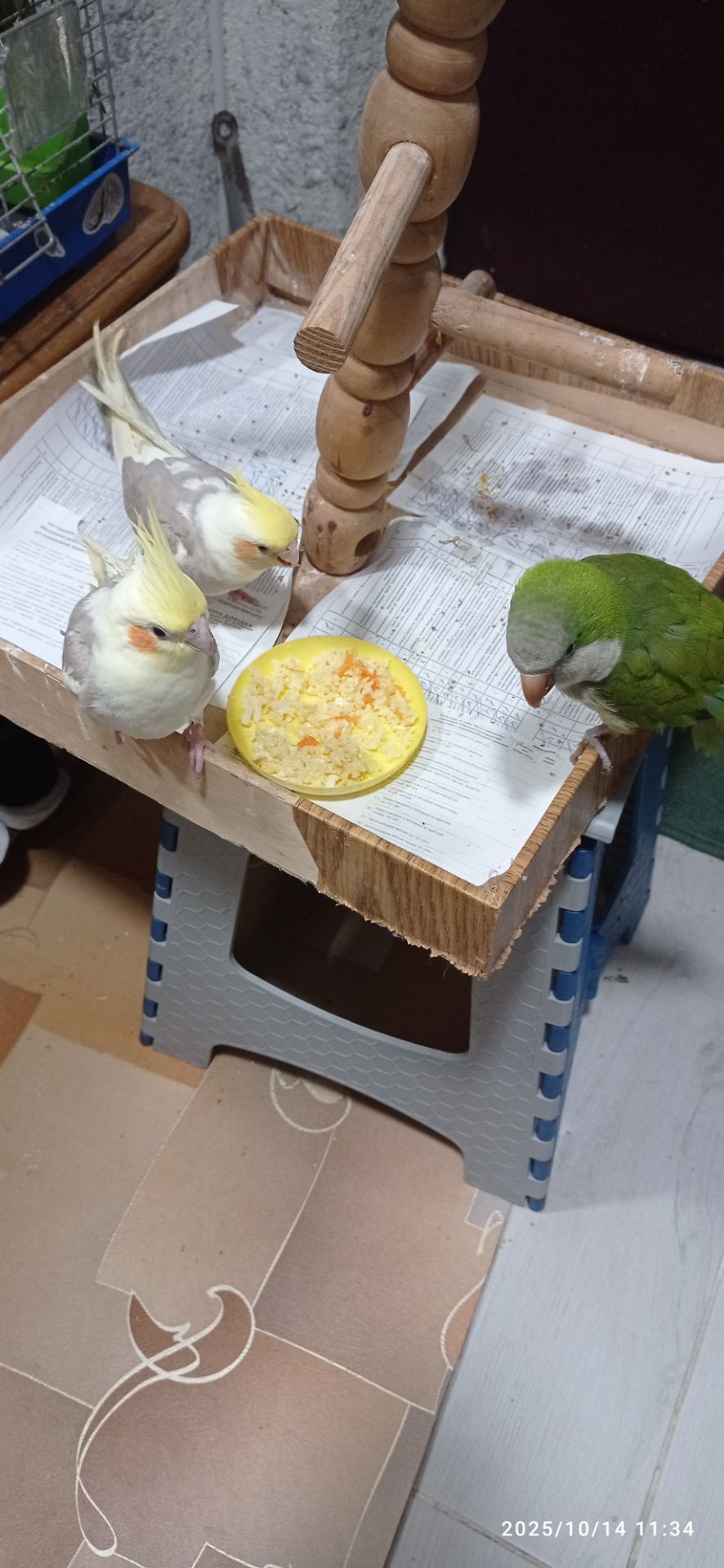 Корела Яша
