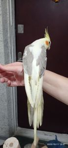 Корела Яша