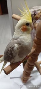 Корела Яша