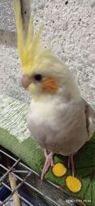 Корела Яша