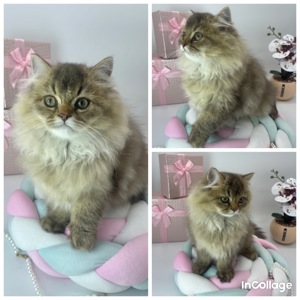 Продам кошеня