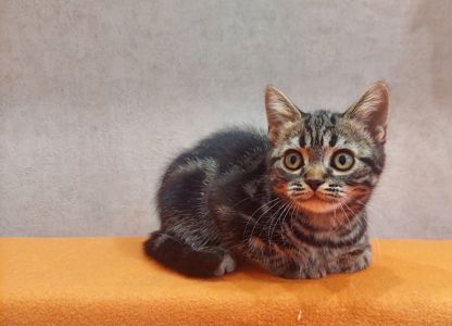 Американська короткошерста дівчинка Яна