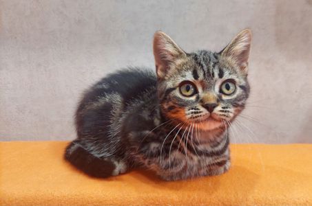 Американська короткошерста дівчинка Яна