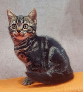 Американська короткошерста дівчинка Яна