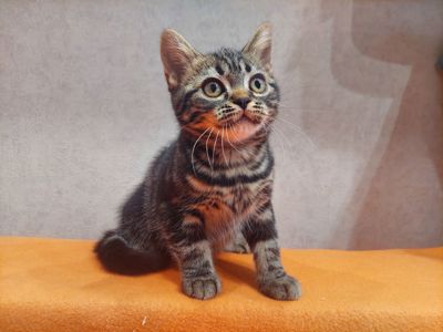 Американська короткошерста дівчинка Яна