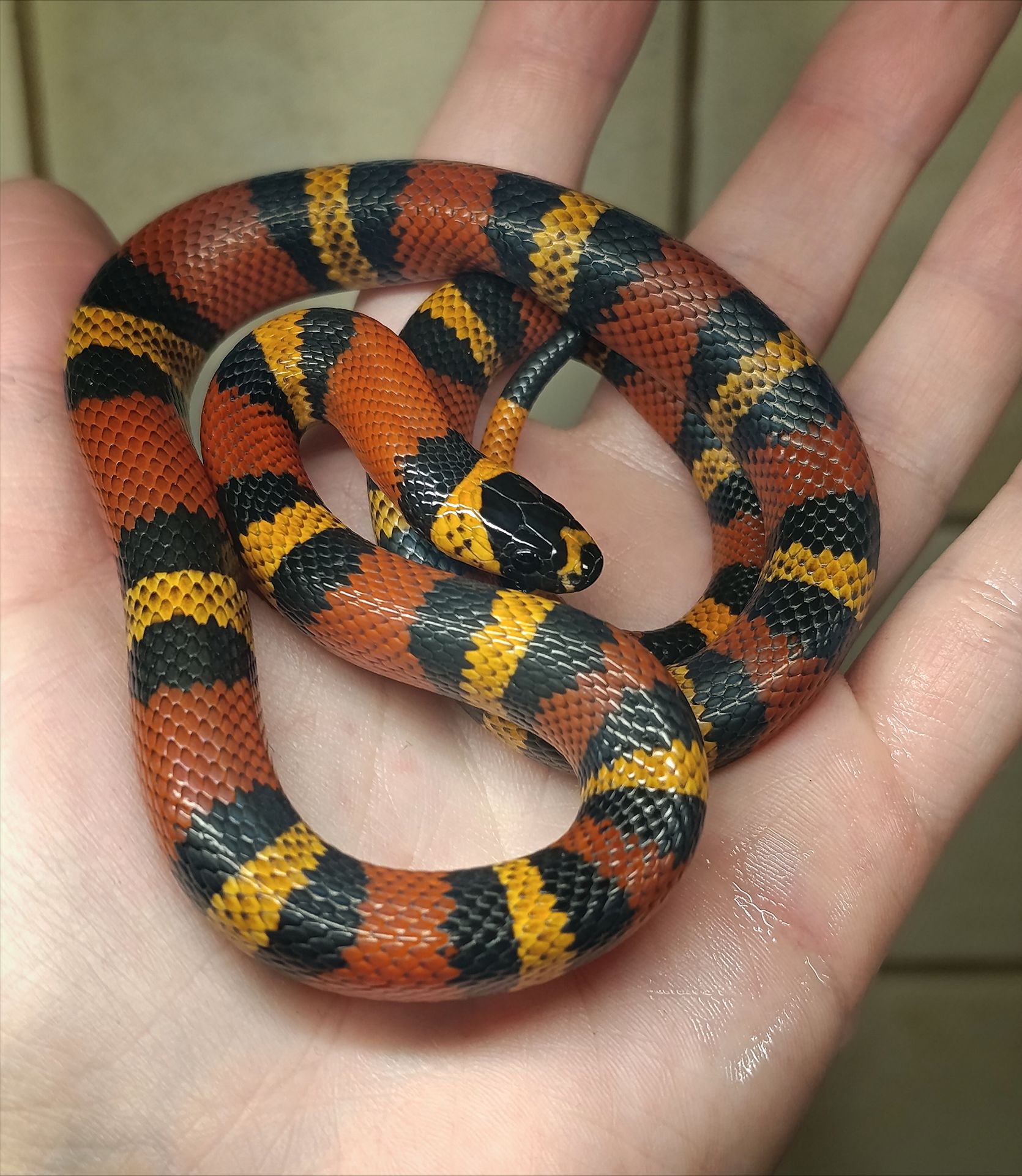 Полози, молочні змії, удави, пітони