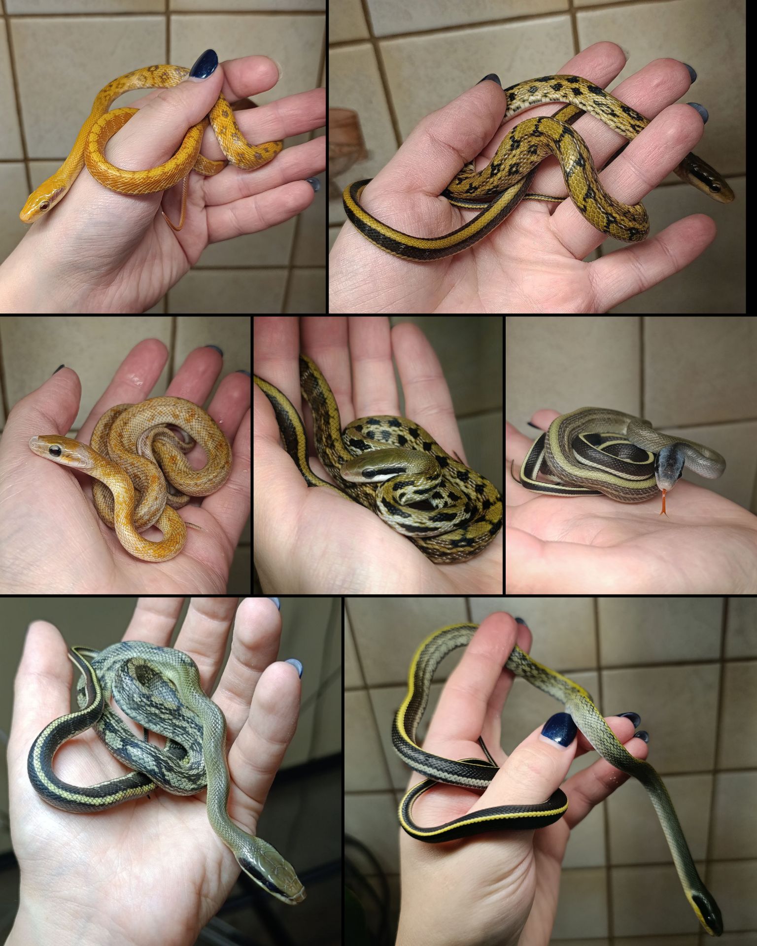 Полози, молочні змії, удави, пітони