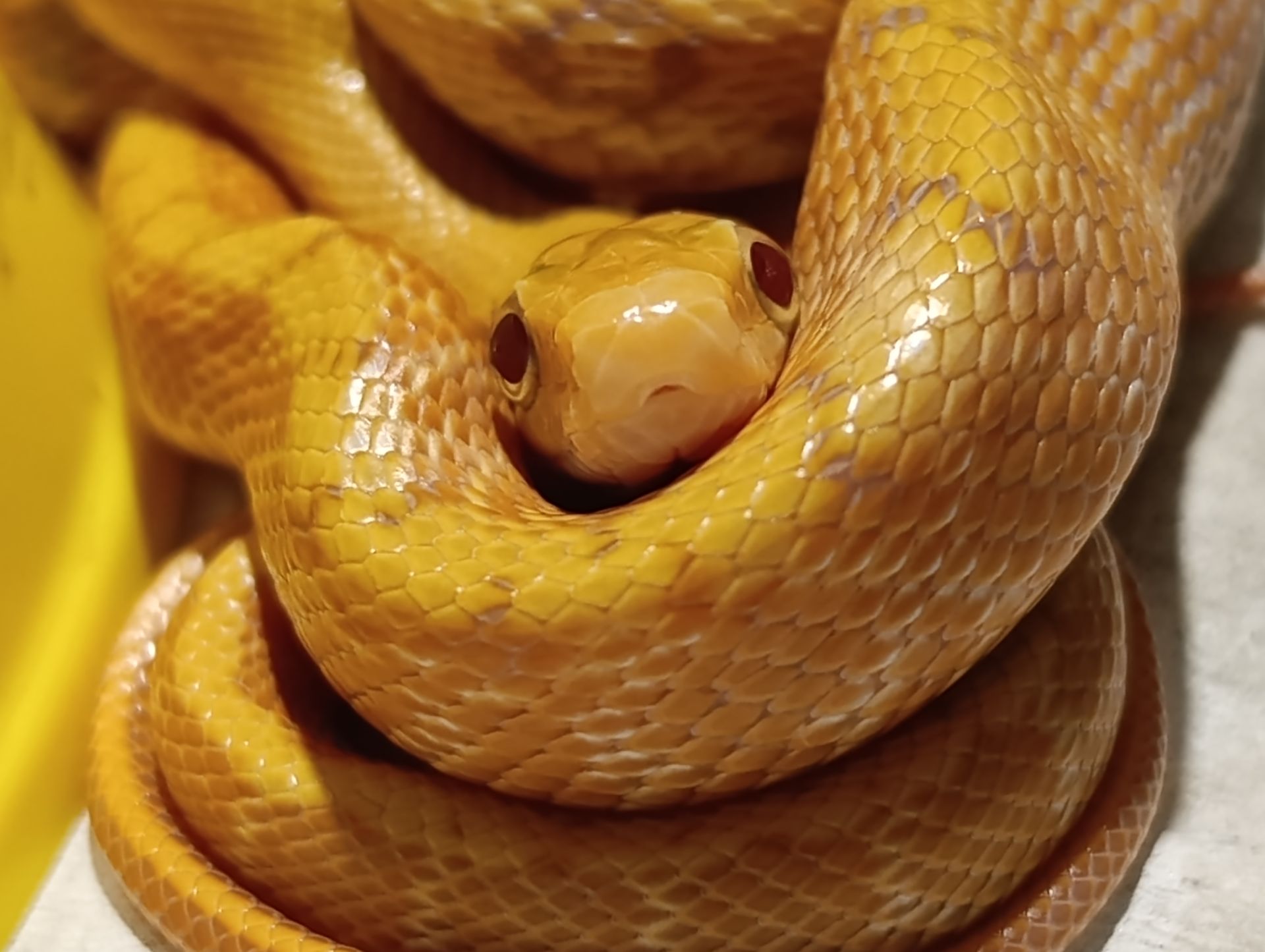 Полози, молочні змії, удави, пітони