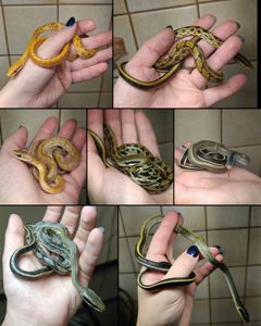 Полози, молочні змії, удави, пітони