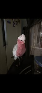 РОЗОВЫЙ КАКАДУ(ГАЛА)