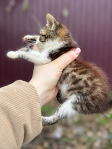 Хлопчик шукає дім!