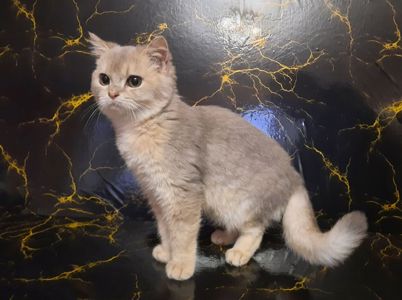 Шиншила голубе золото