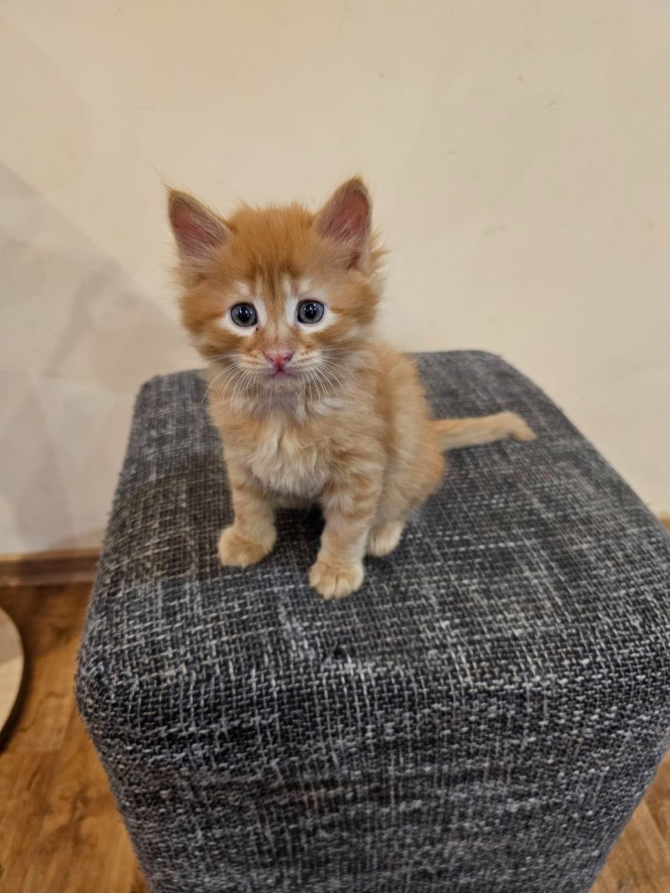 Отдам котенка безплатно