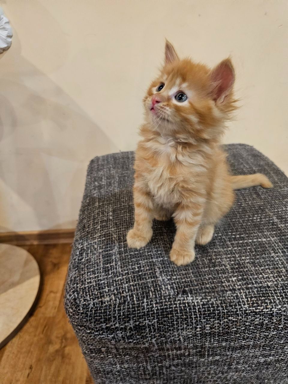 Отдам котенка безплатно