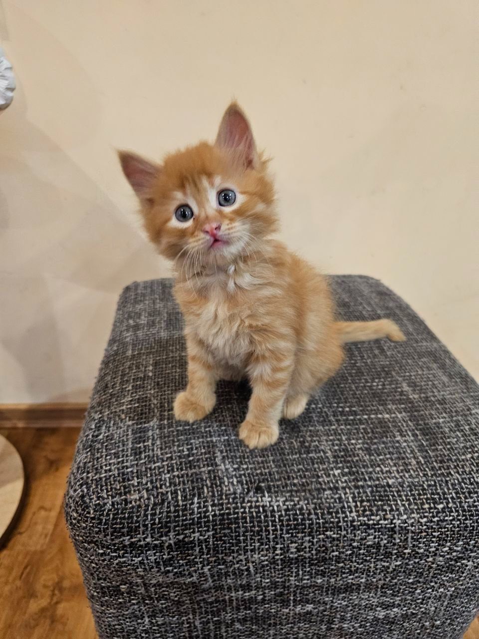 Отдам котенка безплатно