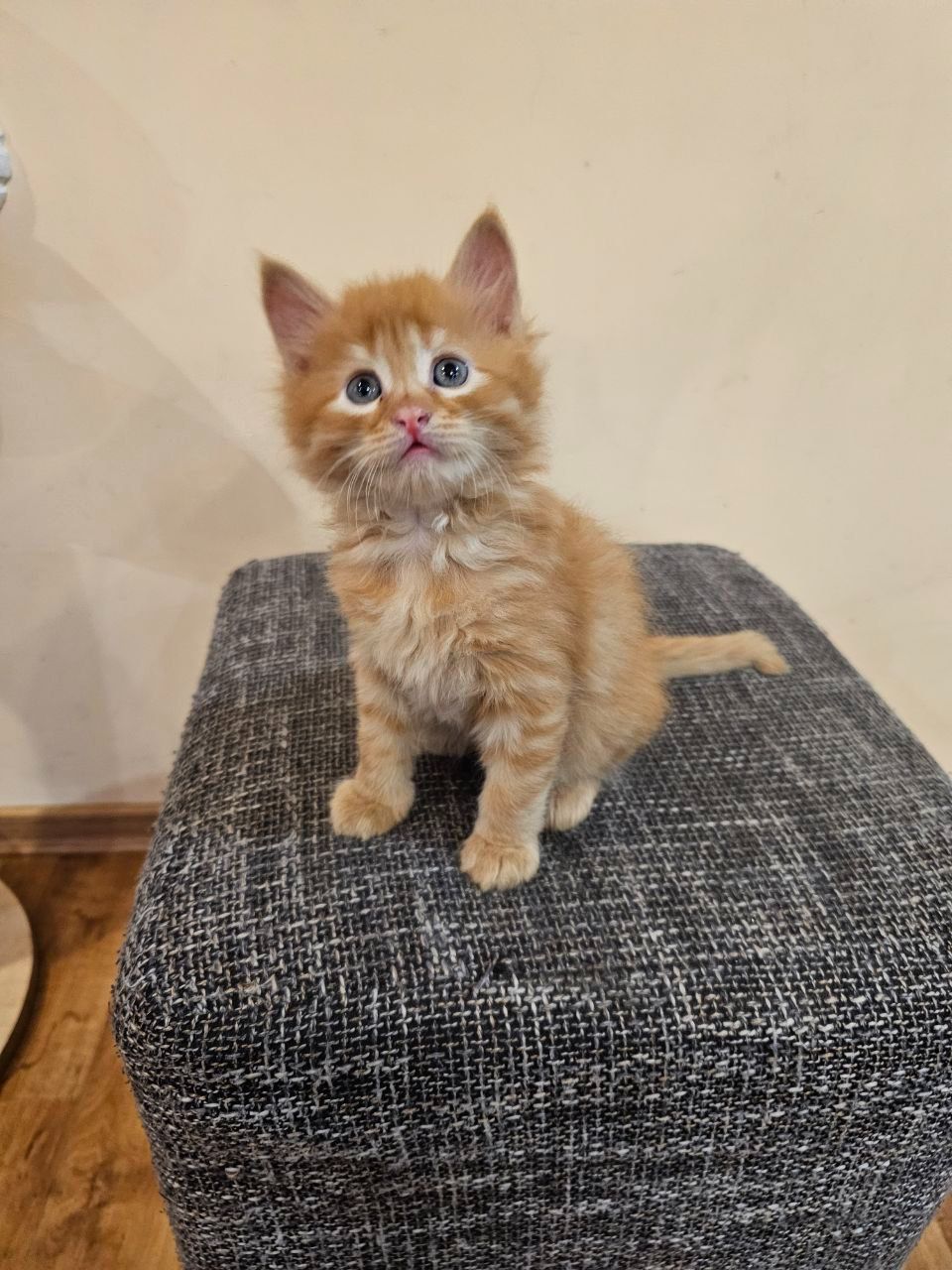 Отдам котенка безплатно