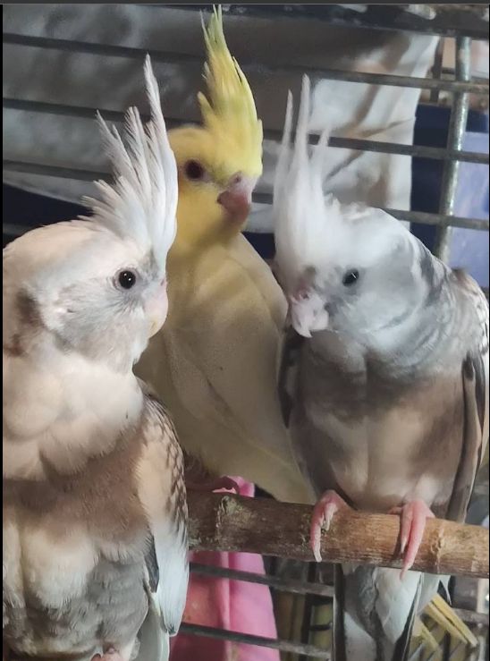 Домашние малыши Корелл