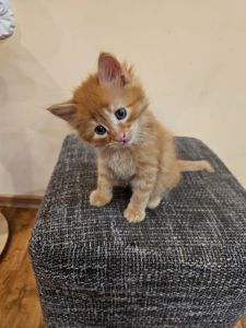 Отдам котенка безплатно