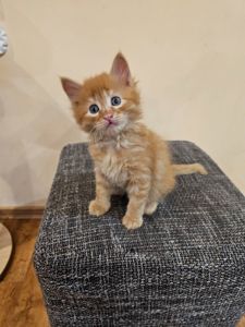 Отдам котенка безплатно