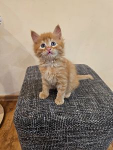 Отдам котенка безплатно