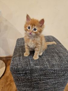 Отдам котенка безплатно
