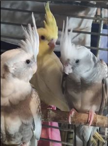 Домашние малыши Корелл