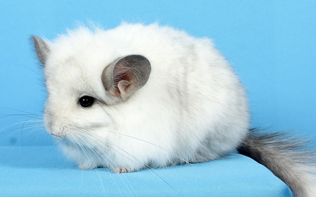 Шиншила дівчинка біла ангора (з довгим хутром)