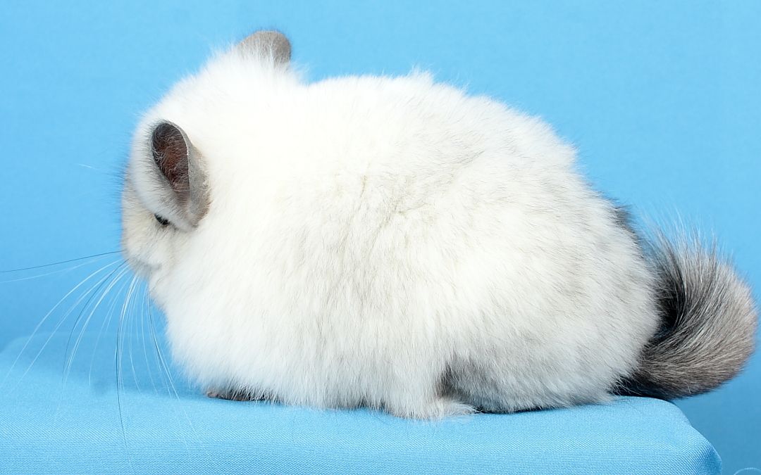 Шиншила дівчинка біла ангора (з довгим хутром)