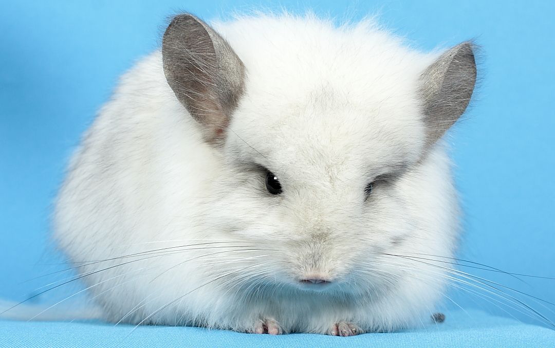 Шиншила дівчинка біла ангора (з довгим хутром)