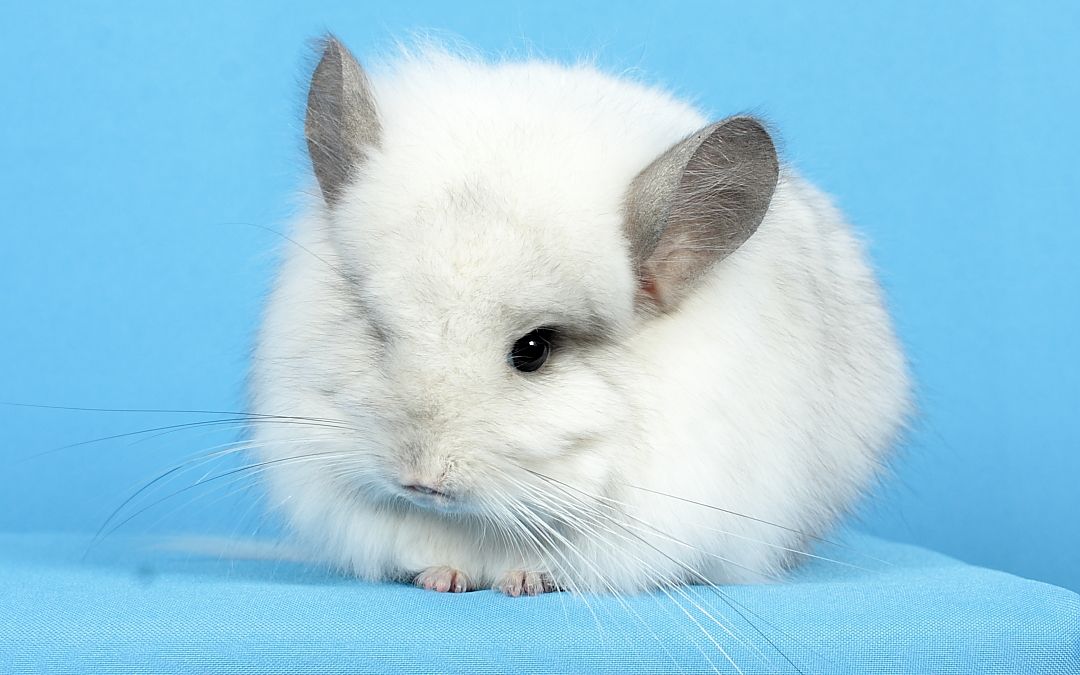 Шиншила дівчинка біла ангора (з довгим хутром)