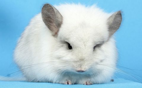 Шиншили різнокольорові - домашні улюбленці