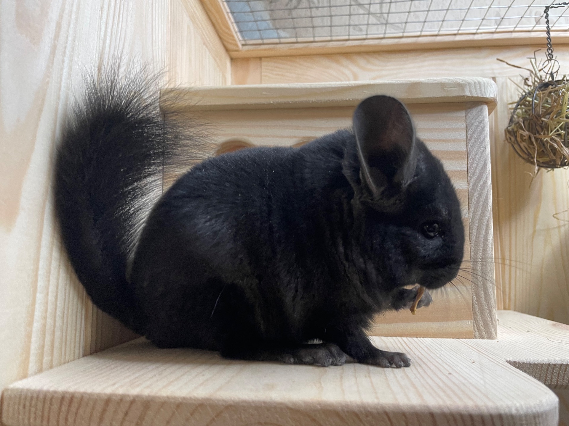 Шиншила чорний хлопчик