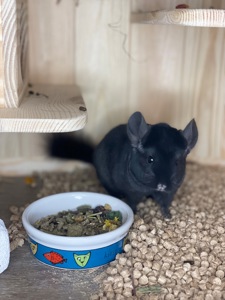 Шиншила чорний хлопчик
