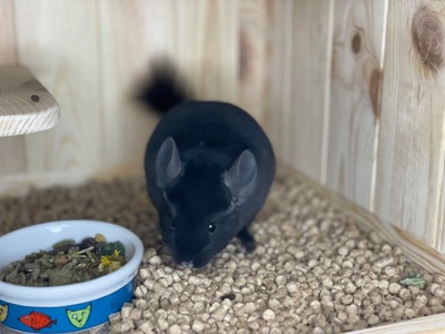 Шиншила чорний хлопчик