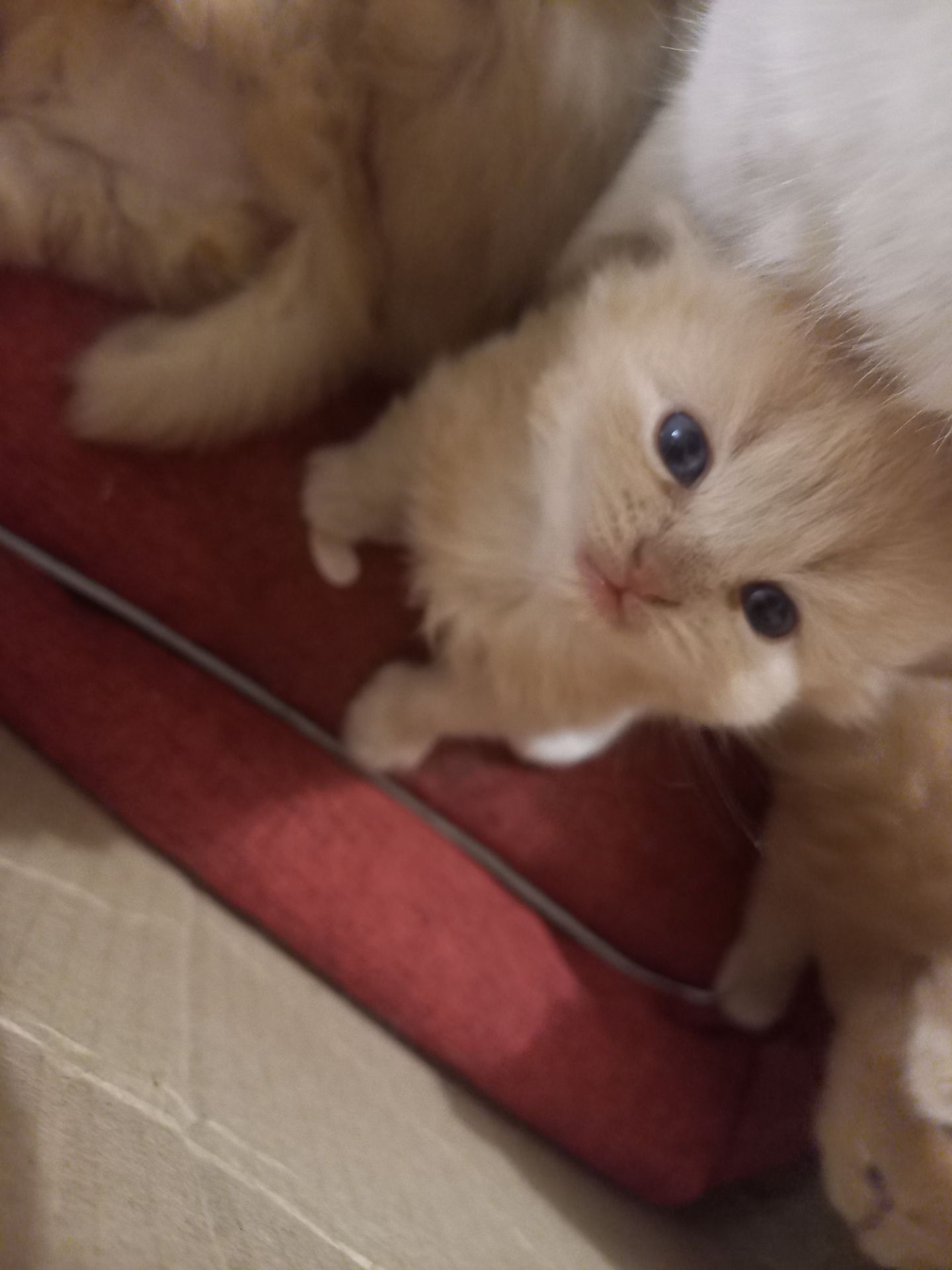 довгошерсті кошенята