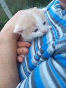 довгошерсті кошенята