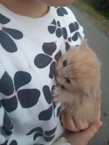 довгошерсті кошенята