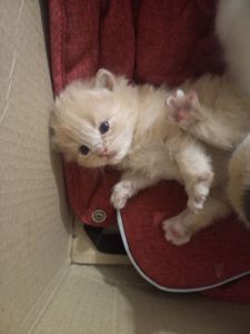 довгошерсті кошенята