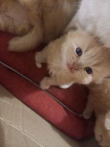 довгошерсті кошенята