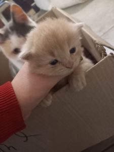 довгошерсті кошенята