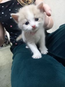 довгошерсті кошенята