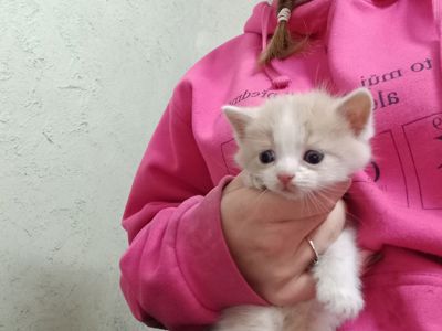 довгошерсті кошенята
